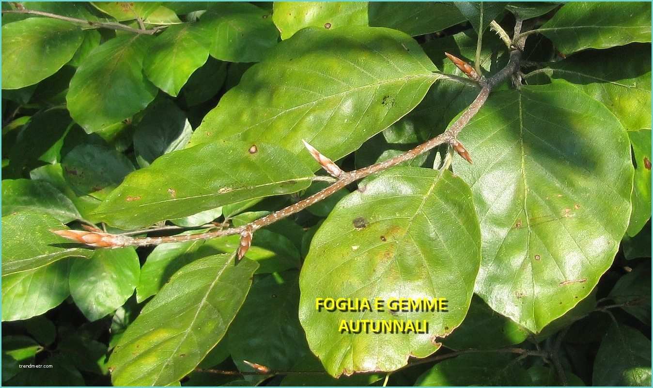 Albero Foglie Rosse Famiglia Delle Fagaceae – Gruppi Di Cammino Di Bollate