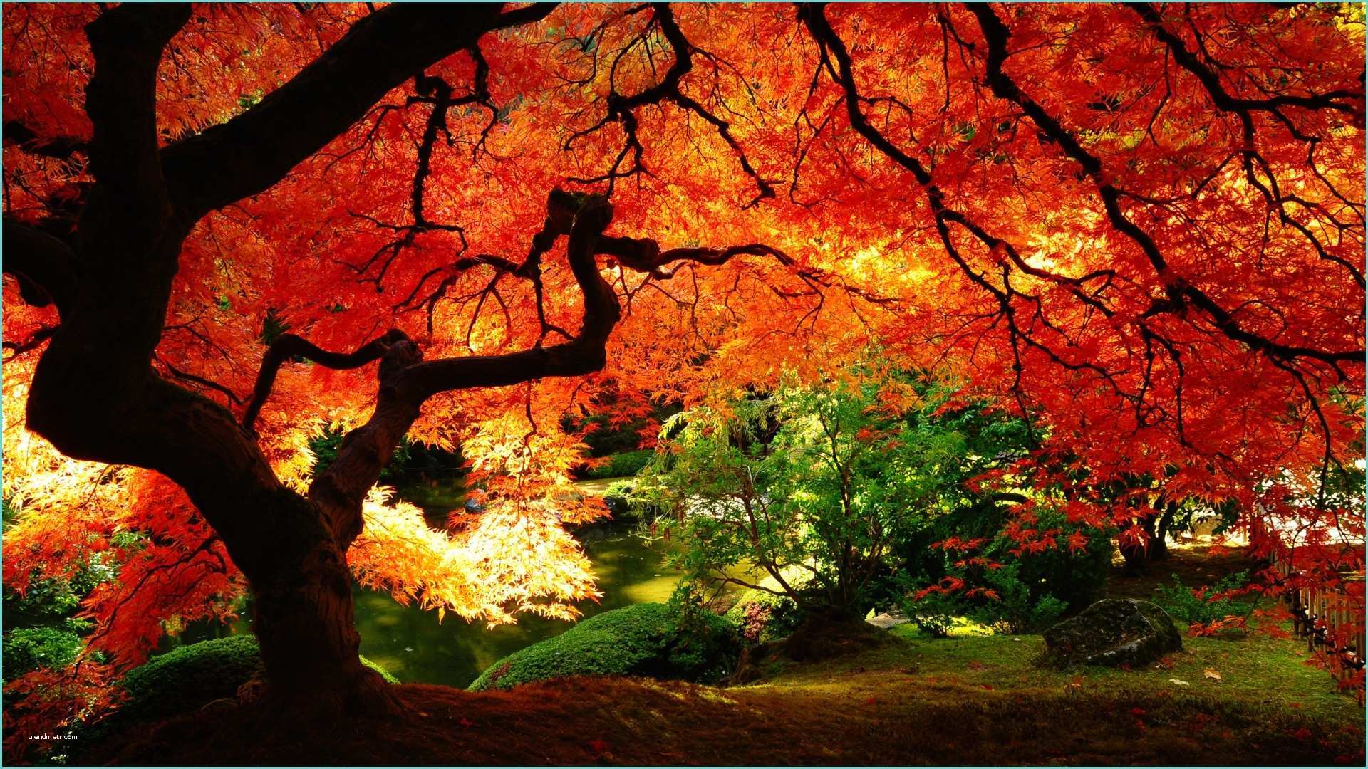 Albero Foglie Rosse Maple Autumn Hd Wallpaper