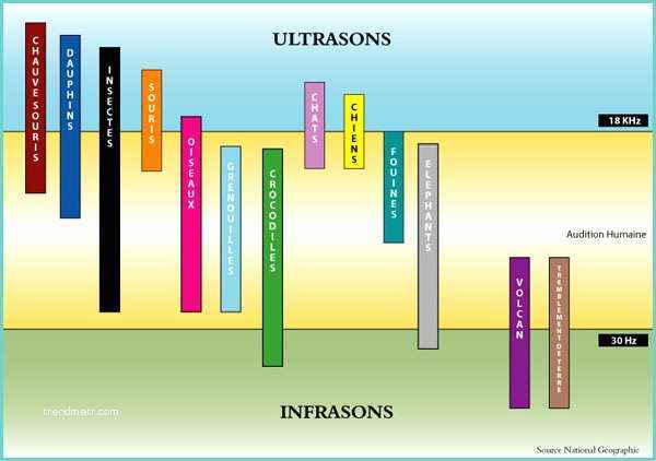 Anti Nuisible Ultrason Chat Repulsif Chat Ultrason Trendyyy