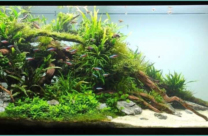 Aquarium Separation De Piece Aquarium Separation De Piece Aquarium Creative Usb