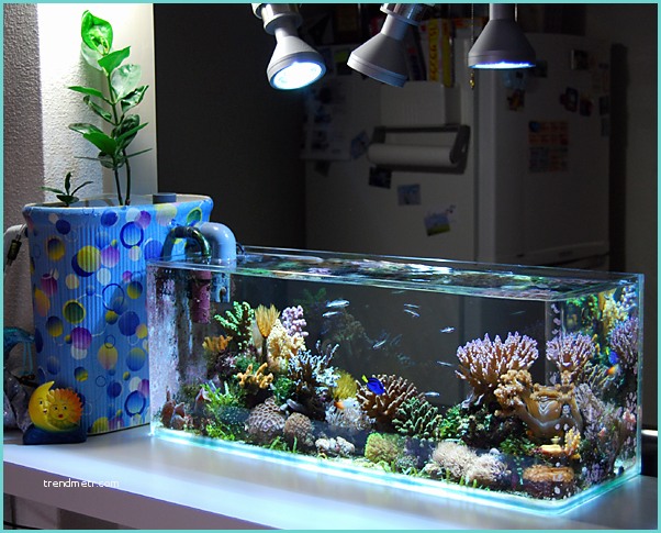 Bar Avec Aquarium Intgr Aquarium Dans Le Salon En Plus De 103 Idées Magnifiques