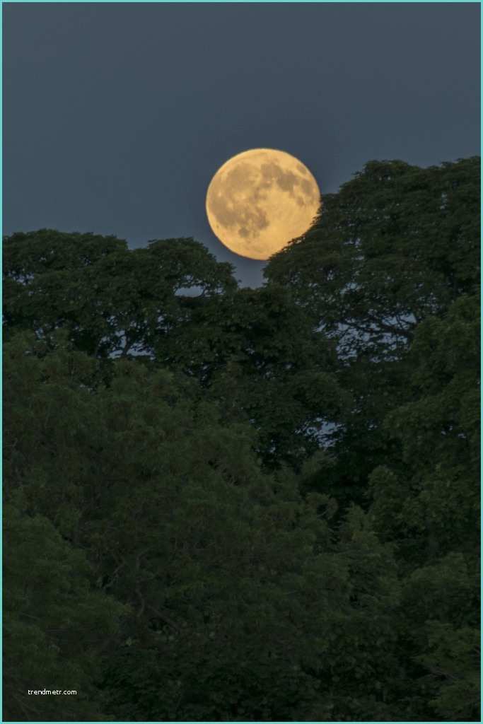 Black Desert Moon Pearl Strawberry Moon Rising Over Midlothian