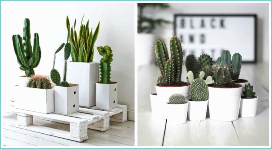 Cactus Fai Da Te Arredare Con Le Piante Grasse Vasi Di Design Tutorial E