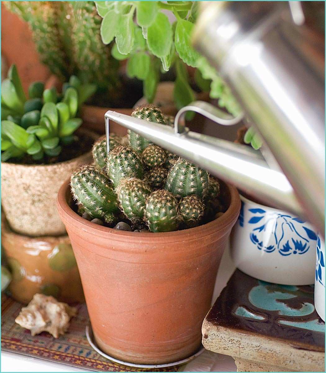 Cactus Fai Da Te E Fare Un Sistema D Irrigazione Fai Da Te