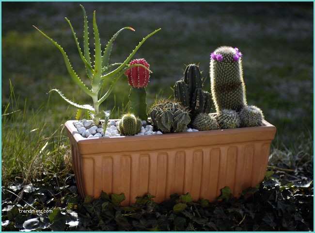 Cactus Fai Da Te Posizioni Piante Grasse Fai Da Te In Giardino