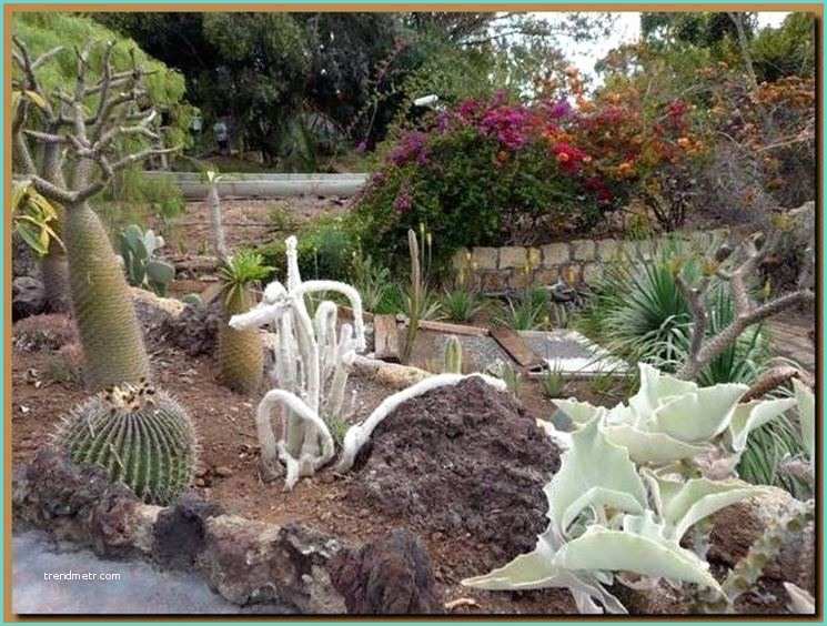 Cactus Fai Da Te Realizzare Aiuole Da Giardino Quale Giardino