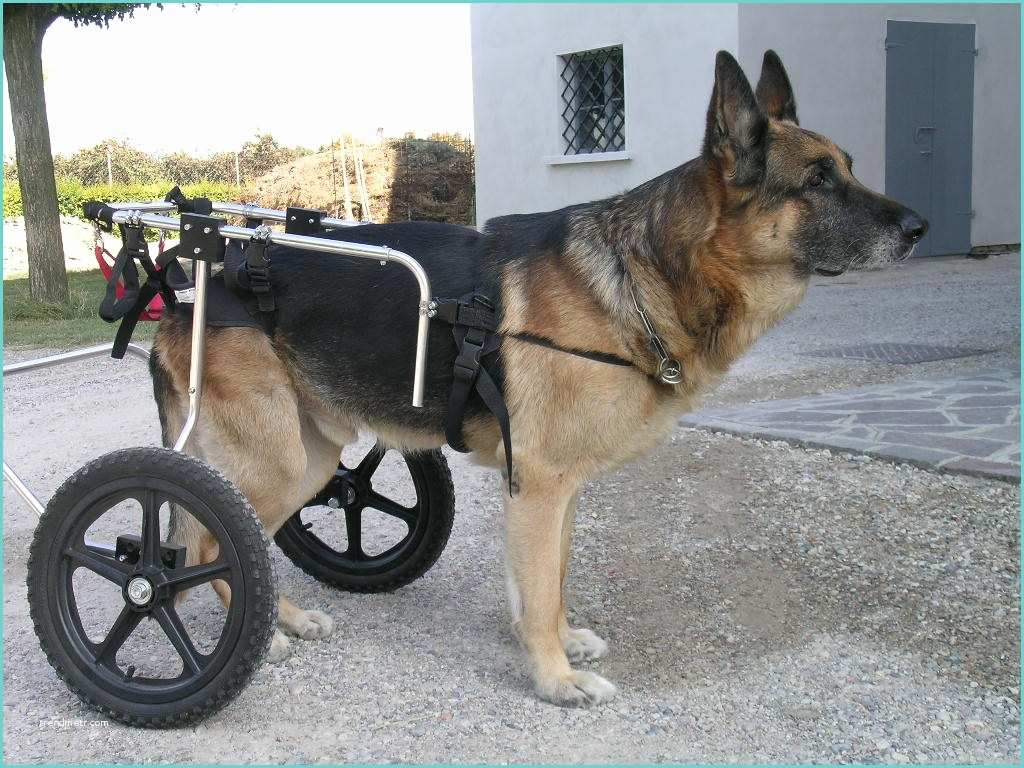 Carrelli Per Fisioterapia Cani Doggon Italia Carrellini Per Animali Ausili Motori Per
