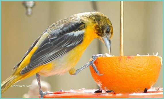 Case Per Uccelli Fai Da Te Mangiatoia Per Gli Uccellini Fai Da Te Leitv