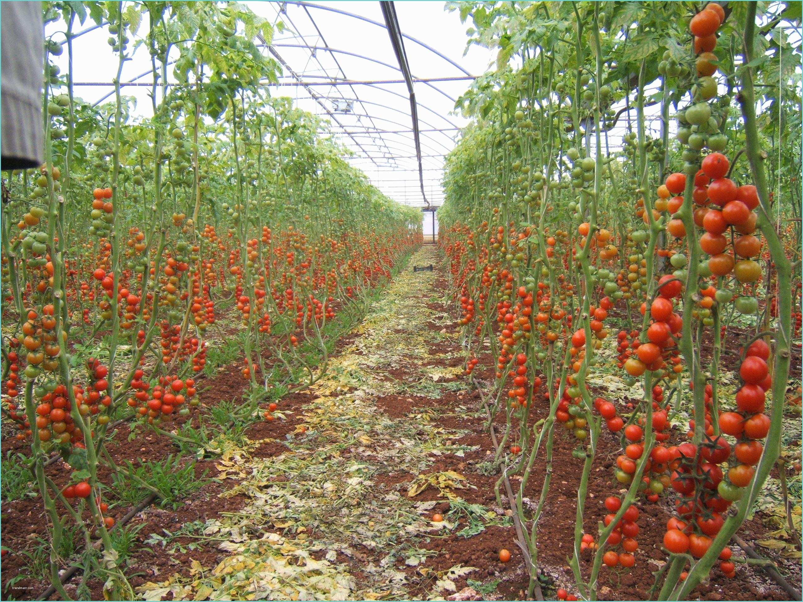 Castorama Serre De Jardin Serre De Jardin Castorama 3 Serre tomate