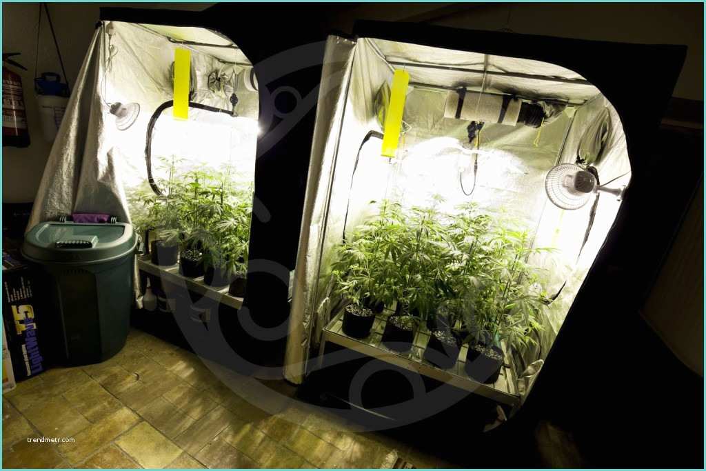 Chambre De Culture Indoor Bases Essentielles Pour Culture De Cannabis En Intérieur