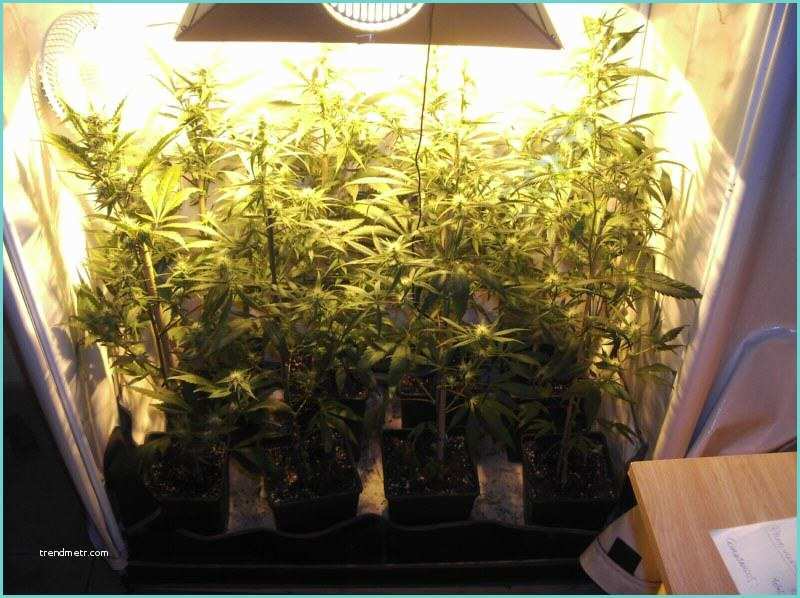 Chambre De Culture Indoor Ment Cultiver Du Cannabis En Espaces Réduits Blog Du