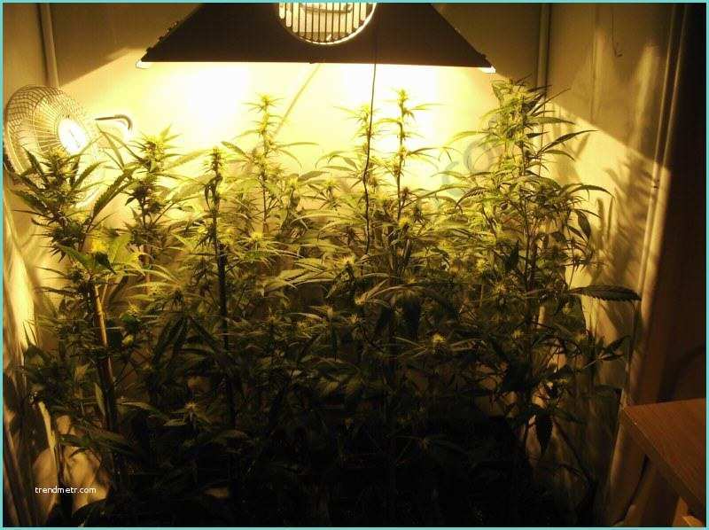 Chambre De Culture Indoor Ment Cultiver Du Cannabis En Espaces Réduits Blog Du