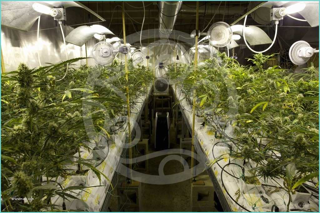 Chambre De Culture Indoor Ment Ventiler Une Culture De Cannabis
