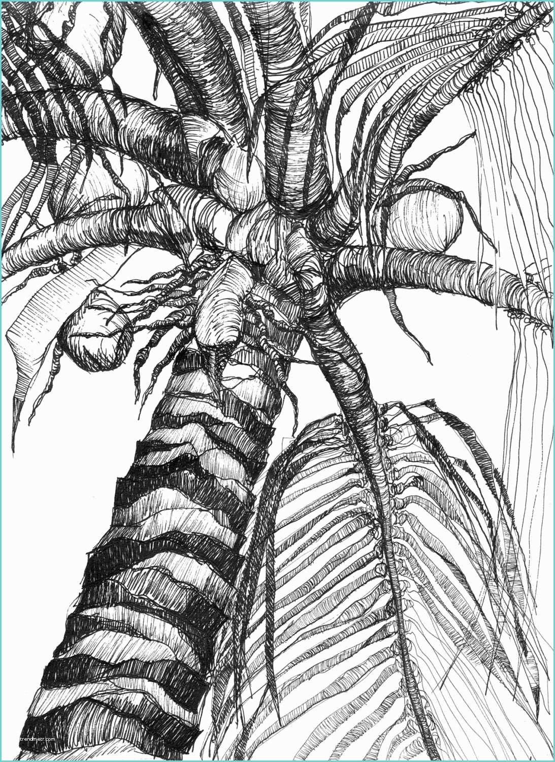 Coconut Tree Drawing Art Pen and Ink Drawing Tropical Palm Tree with Coconuts