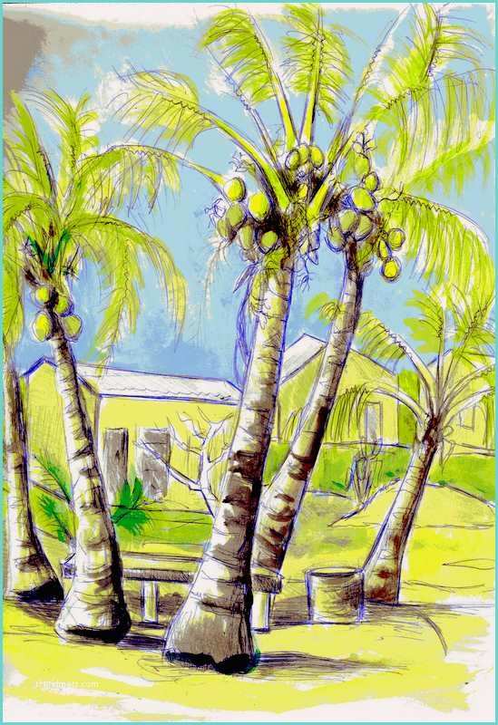 Coconut Tree Drawing Babasiga some Fiji Drawings and Paintings