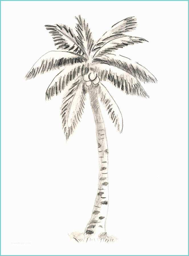 Coconut Tree Drawing Beach Tree Drawing by Vikram Aulakh