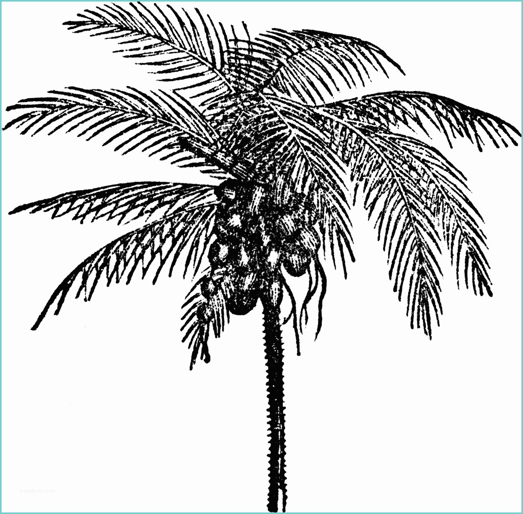 Coconut Tree Drawing Clipart Coconut Tree