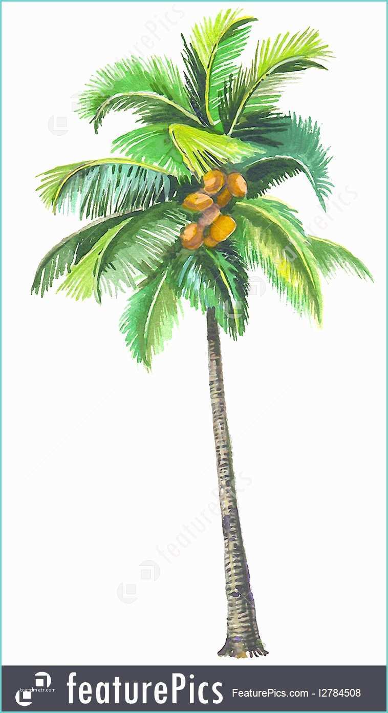 Coconut Tree Drawing Coconut Palm Illustration