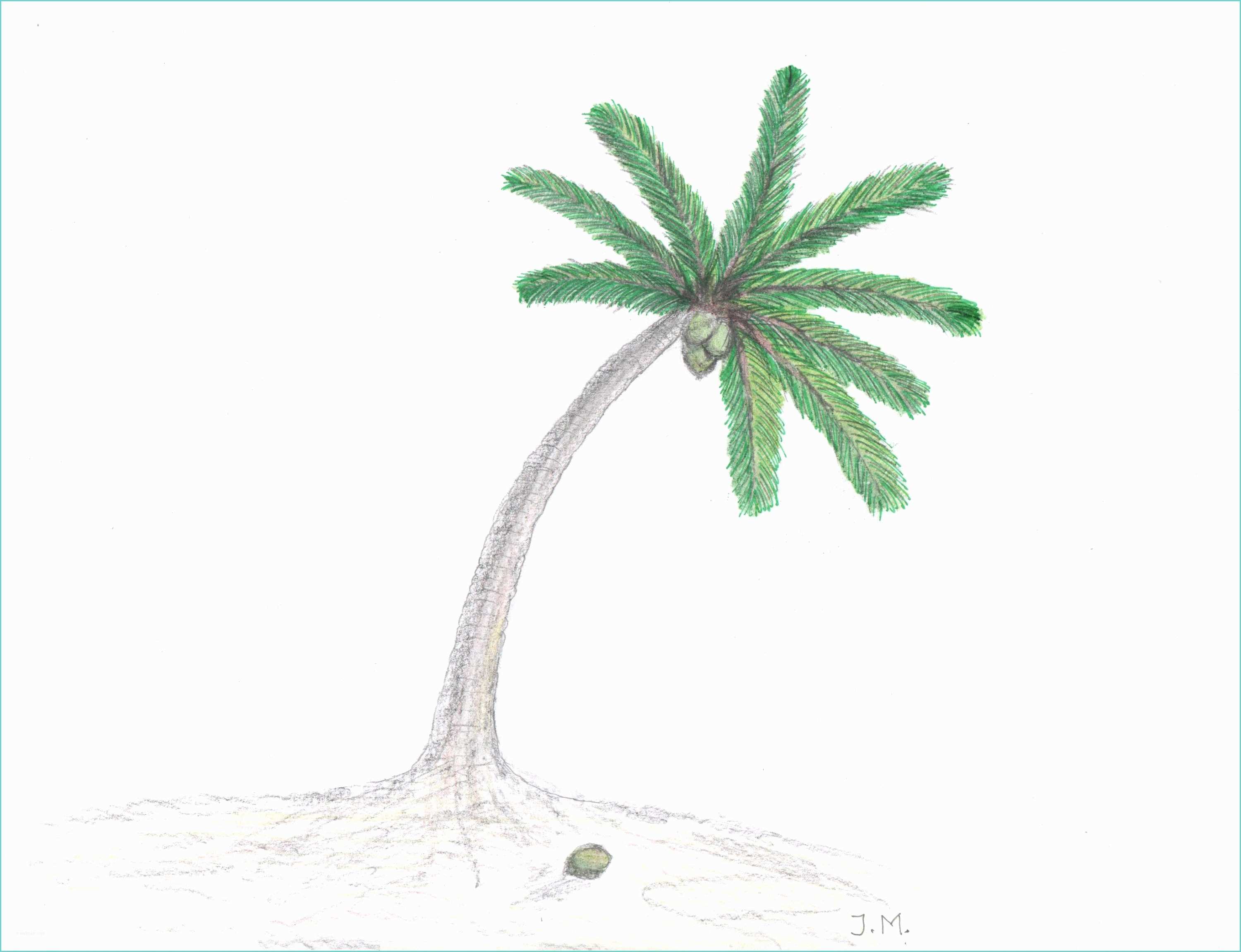 Coconut Tree Drawing Coconut Palm Tree Drawing at Getdrawings