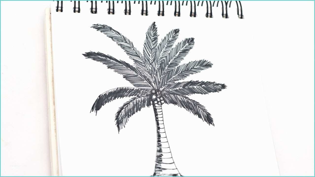 Coconut Tree Drawing Coconut Tree Drawing Lessons