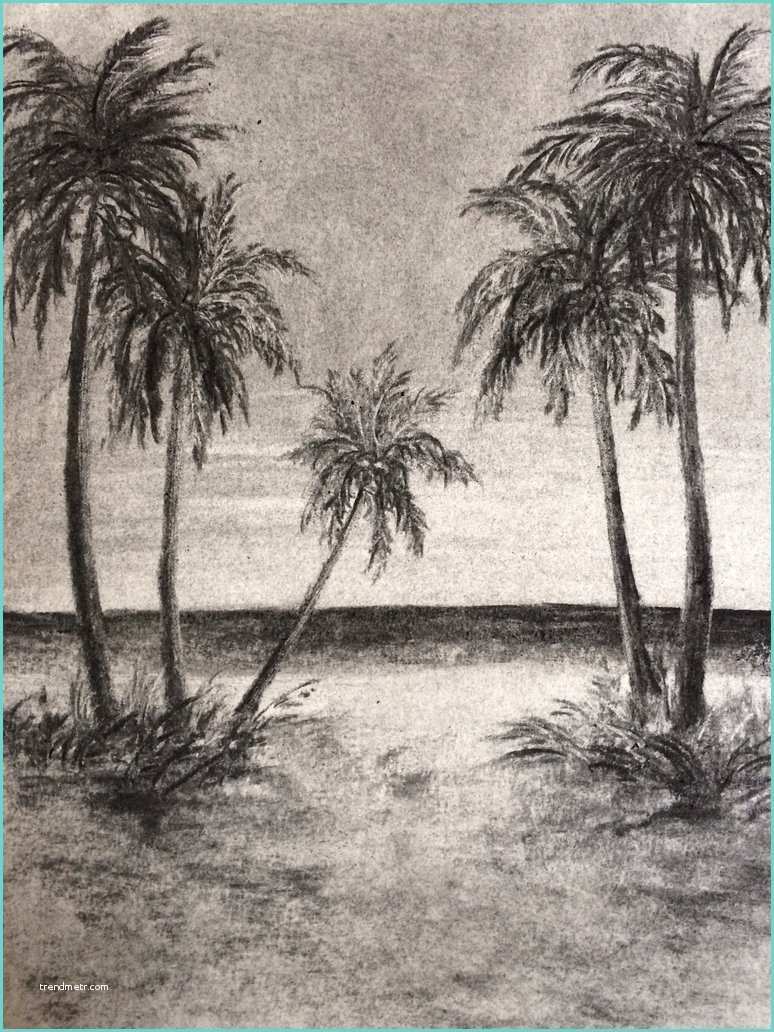 Coconut Tree Drawing Coconut Trees by Ainlib17 On Deviantart