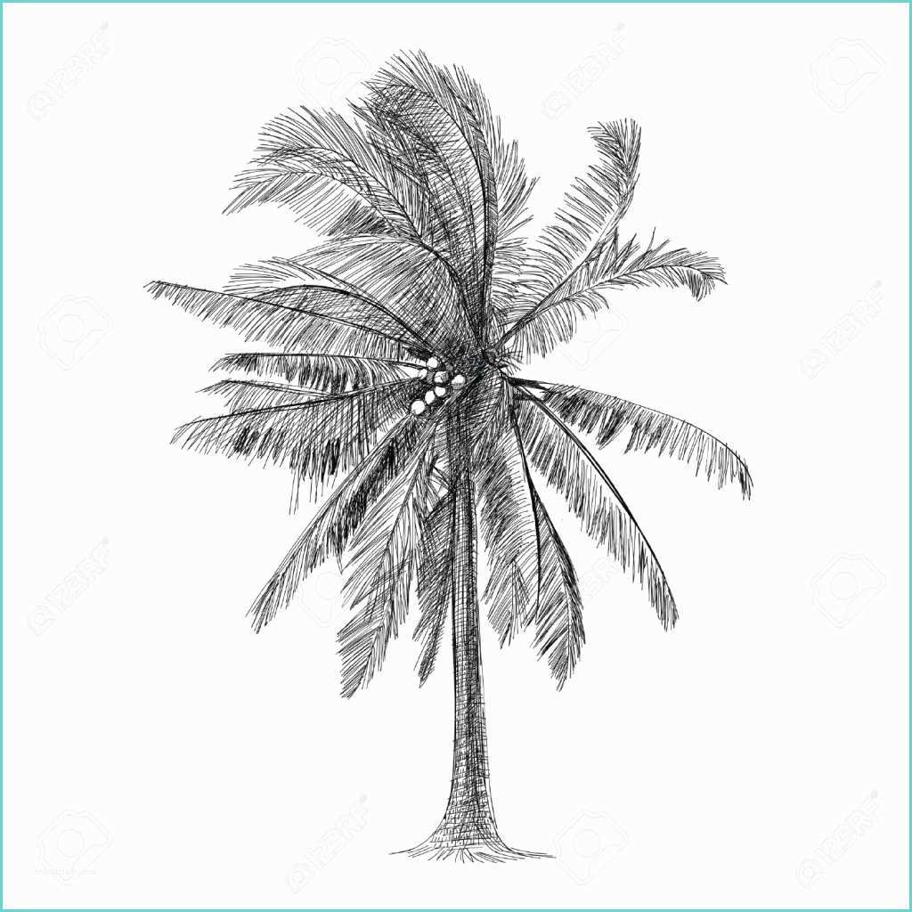 Coconut Tree Drawing Drawing Coconut Tree Drawing Art Library
