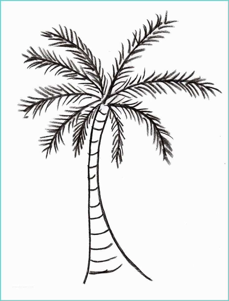 Coconut Tree Drawing Drawn Palm Tree Coconut Plant Pencil and In Color Drawn