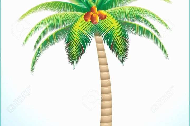 Coconut Tree Drawing Drawn Palm Tree Coconut Tree Pencil and In Color Drawn
