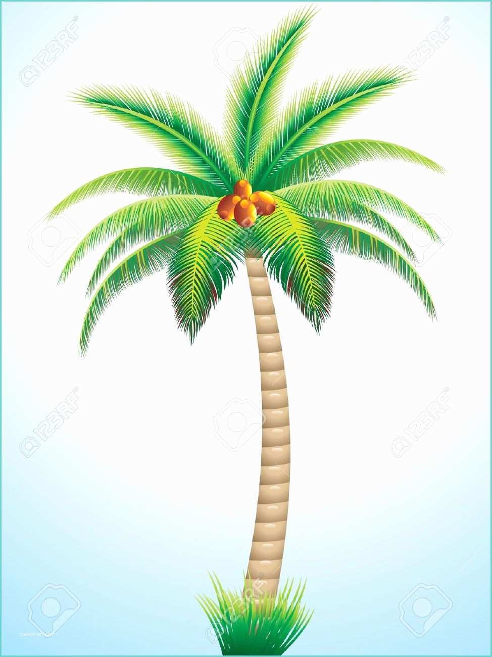 Coconut Tree Drawing Drawn Palm Tree Coconut Tree Pencil and In Color Drawn