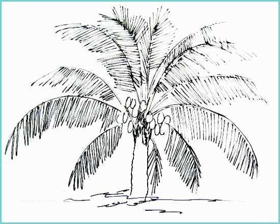 Coconut Tree Drawing How to Draw A Coconut Palm Tree