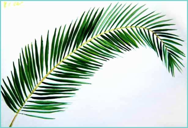 Coconut Tree Drawing How to Draw A Coconut Palm Tree