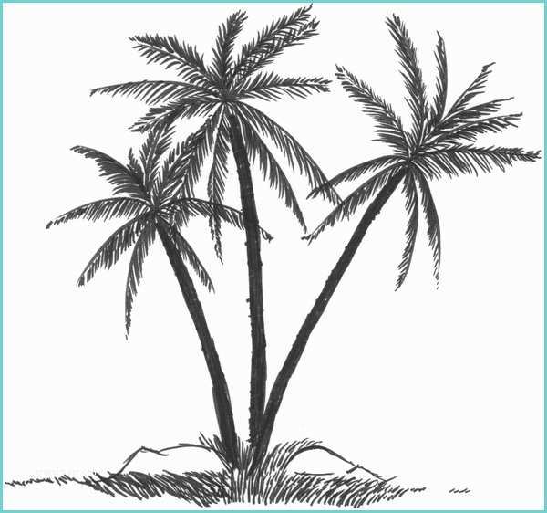 Coconut Tree Drawing How to Draw Coconut Tree