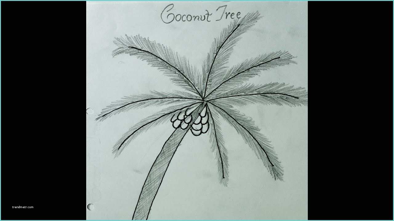 Coconut Tree Drawing How to Draw Coconut Tree कोकोनट पेड़ कैसे बनाये How