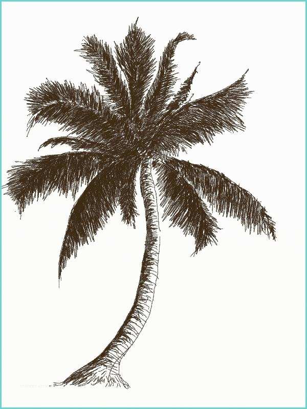 Coconut Tree Drawing Learn How to Draw Coconut Tree with Pencil Step by Step