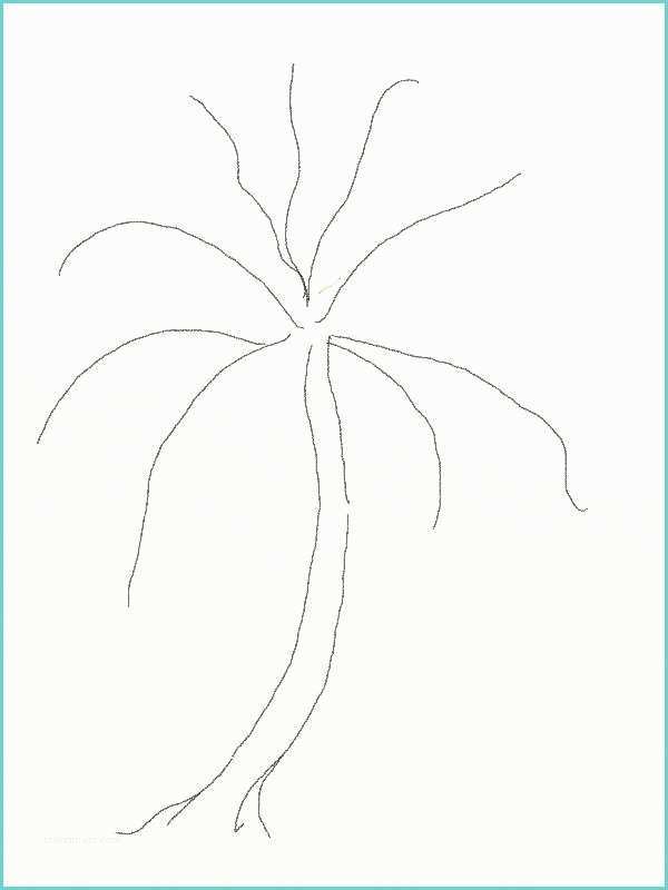 Coconut Tree Drawing Learn How to Draw Coconut Tree with Pencil Step by Step