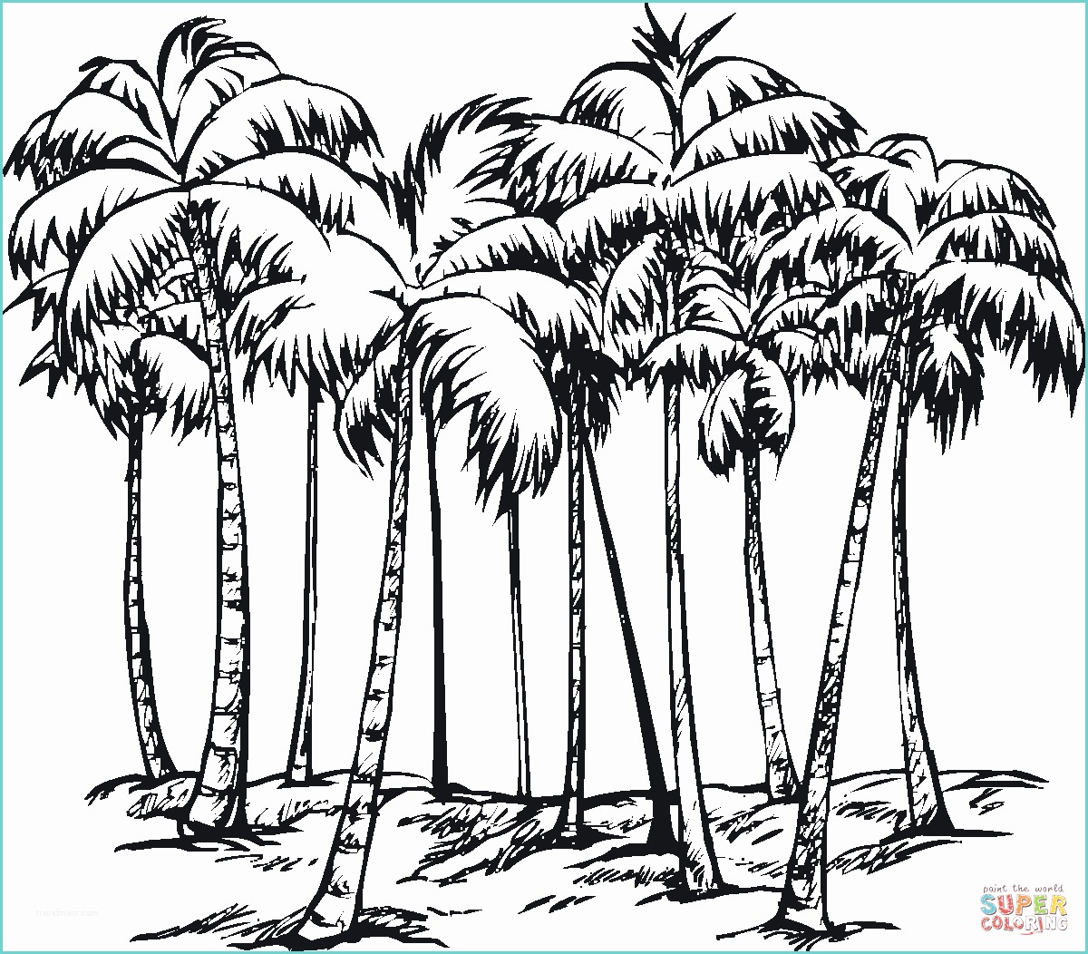 Coconut Tree Drawing some Of Coconut Palms Coloring Page