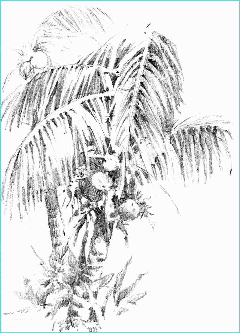 Coconut Tree Drawing south Pacific Sketchbook – Roland Lee