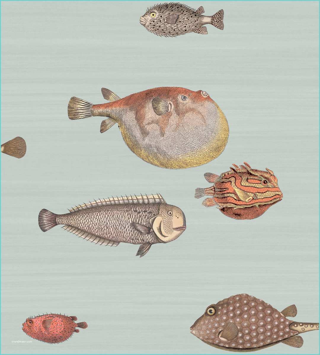 Cole and son fornasetti Cole and son Behang Acquario Drent & Van Dijk Shop