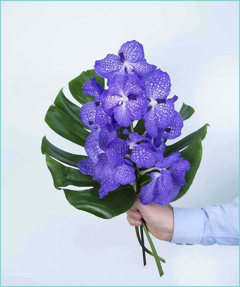 Composition Florale Avec orchidee Position Florale Avec Des orchidées Bleu Wanda