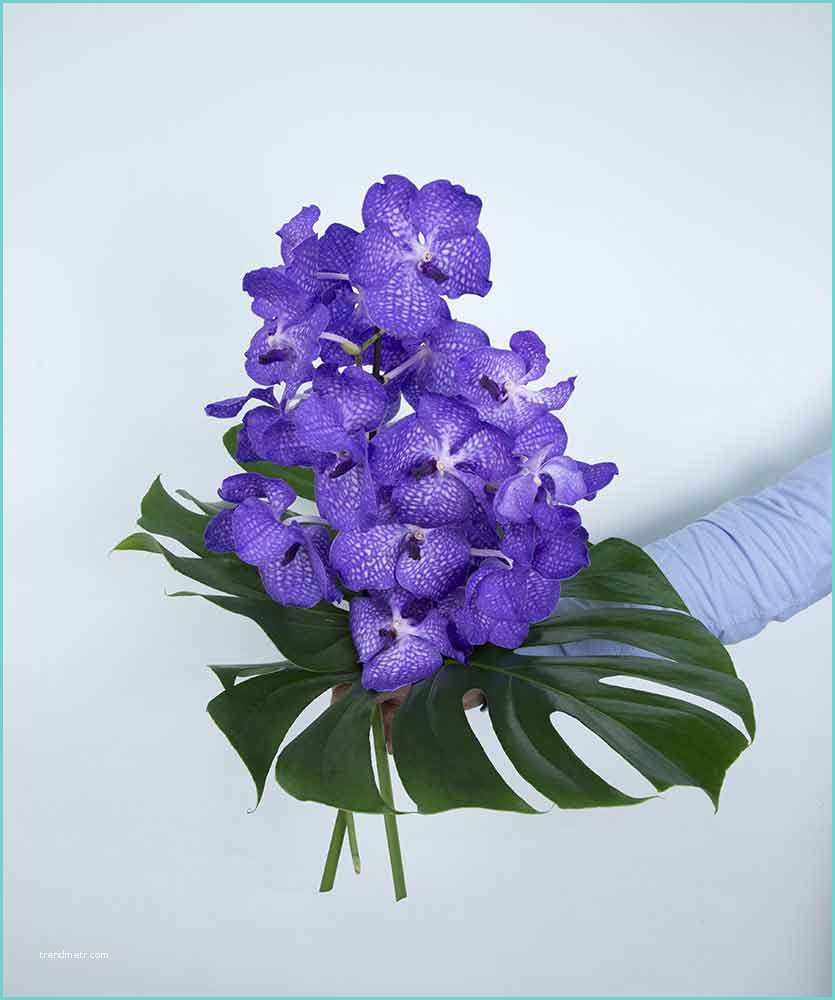Composition Florale Avec orchidee Position Florale Avec Des orchidées Bleu Wanda