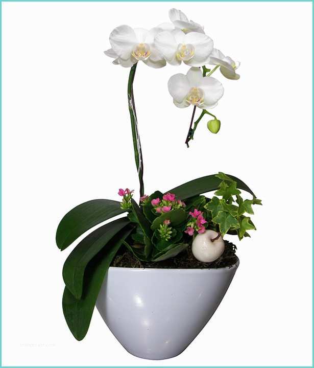 Composition Florale Avec orchidee Position Florale orchidée Blanche No27