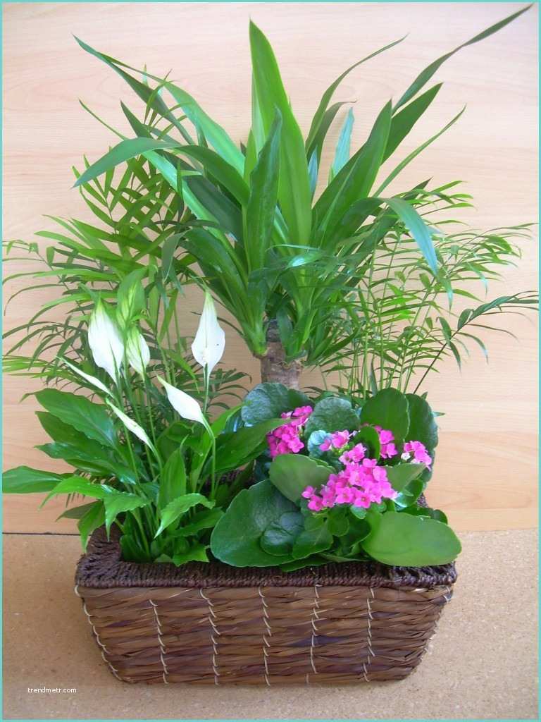 Composizione Piante Grasse In Vaso orchidea – Fiori E Natura Product Categories