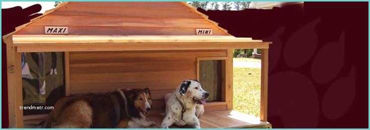 Cucce Cani Amazon Cucce Per Cani Coibentate Accesori Cane Cucce