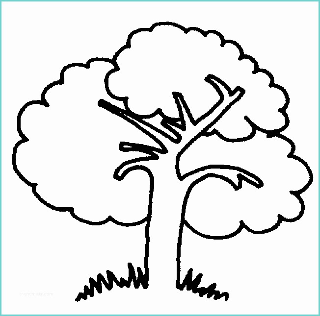 Dessin Arbre Sans Feuille A Imprimer Coloriage D Un Arbre Nu