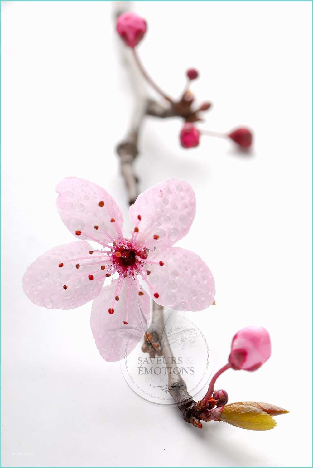 Dessin Fleur De Cerisier Japonais Arbre Japonais Signification Galerie Tatouage