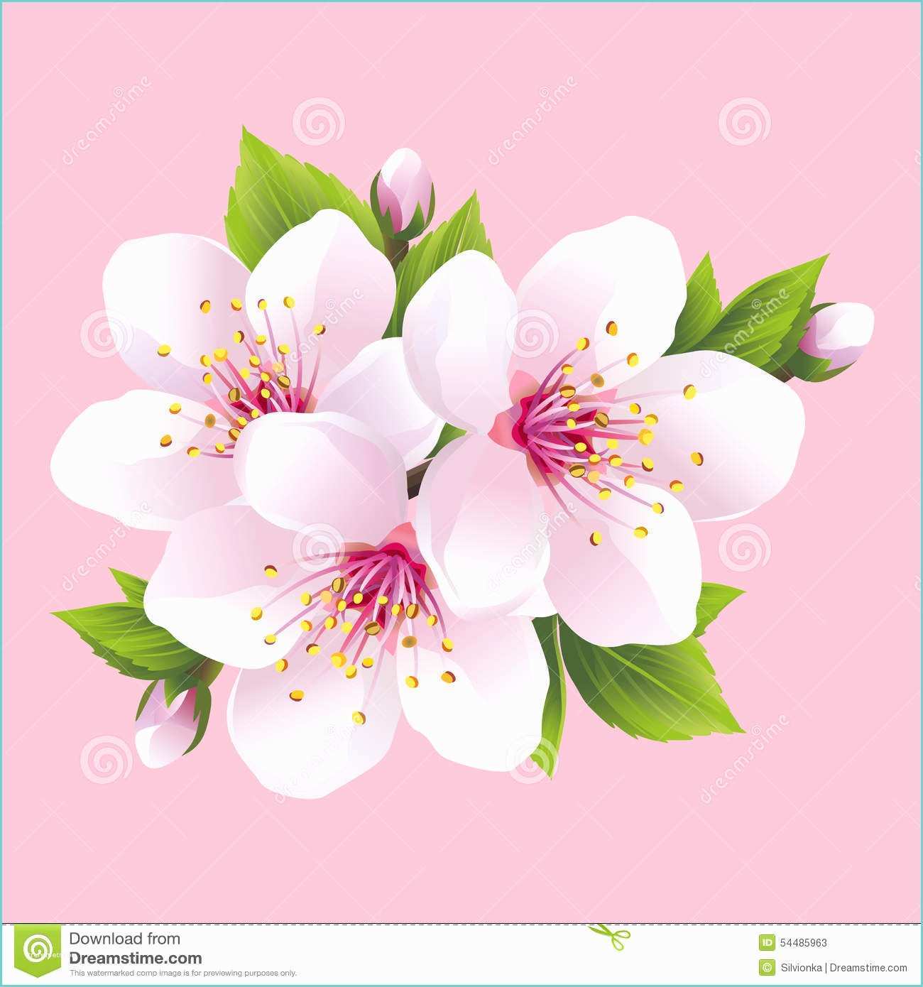 Dessin Fleur De Cerisier Japonais Branche De Sakura De Floraison Blanc Cerisier Japonais