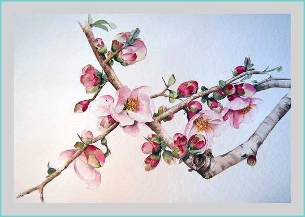 Dessin Fleur De Cerisier Japonais Cerisier Du Japon