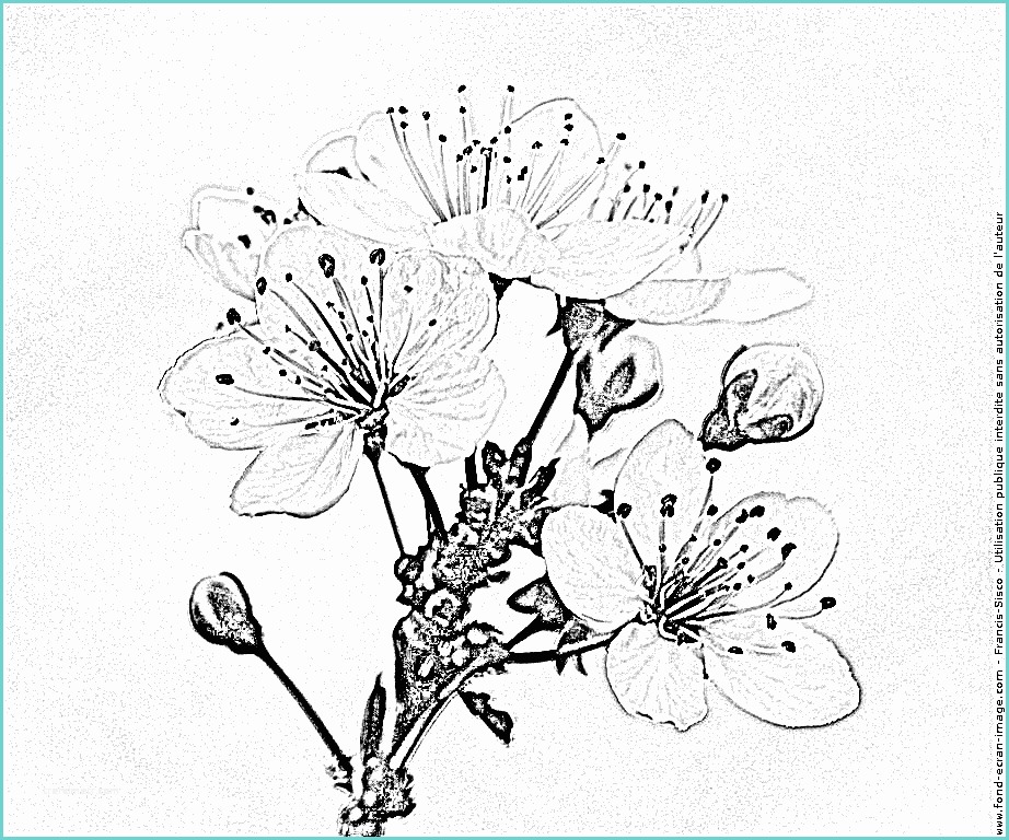 Dessin Fleur De Cerisier Japonais Coloriage Fleurs Cerisiers Du Japon Img 0181 à Imprimer