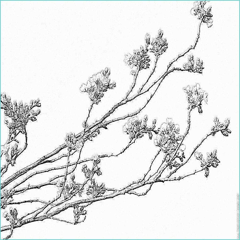 Dessin Fleur De Cerisier Japonais Dessin De Cerisier Japonais Galerie Tatouage
