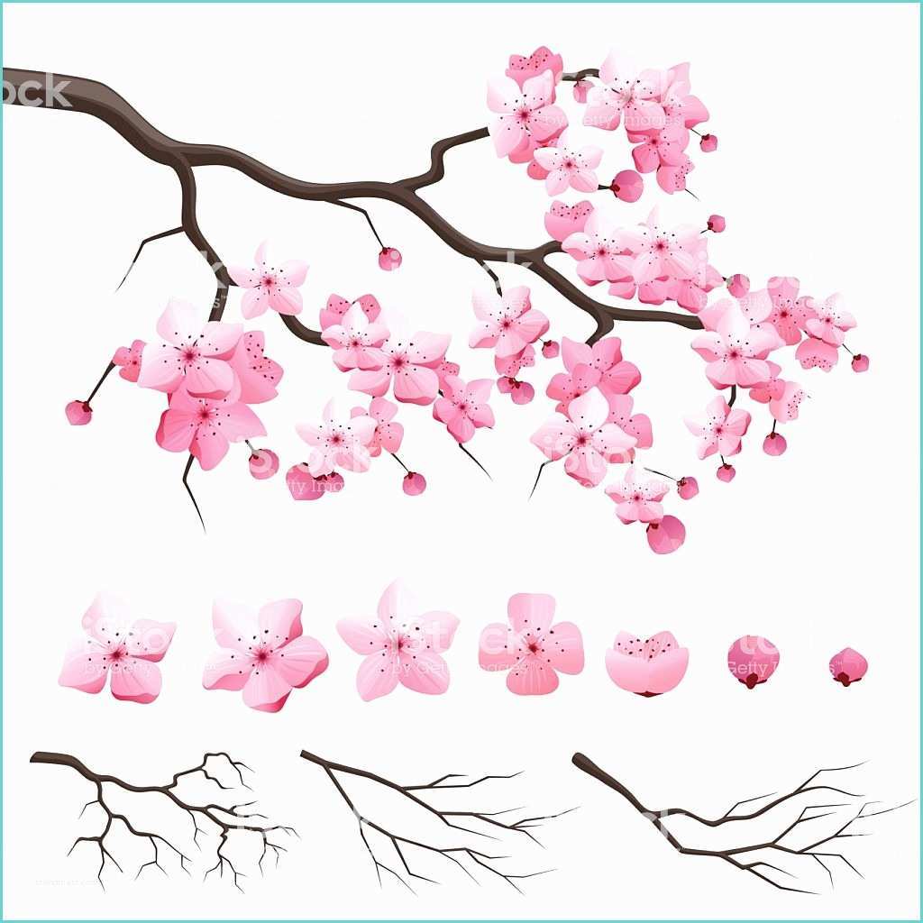 Dessin Fleur De Cerisier Japonais Dessin De Cerisier Japonais Galerie Tatouage